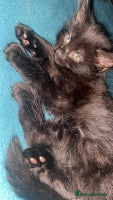 Mixed Breed cats - Advert 15