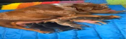 American Bully dogs for sale: American pockets - Advert 1