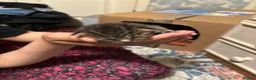 Domestic Shorthair cats for sale:  Tabby female cat with her four kittens for sale. - Advert 4