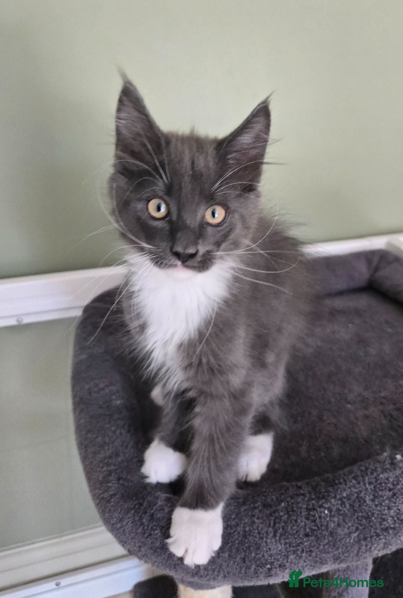 Maine Coon cats GCCF Registered Maine Coon Kittens  - Advert 2