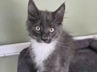Maine Coon cats GCCF Registered Maine Coon Kittens - Advert 2