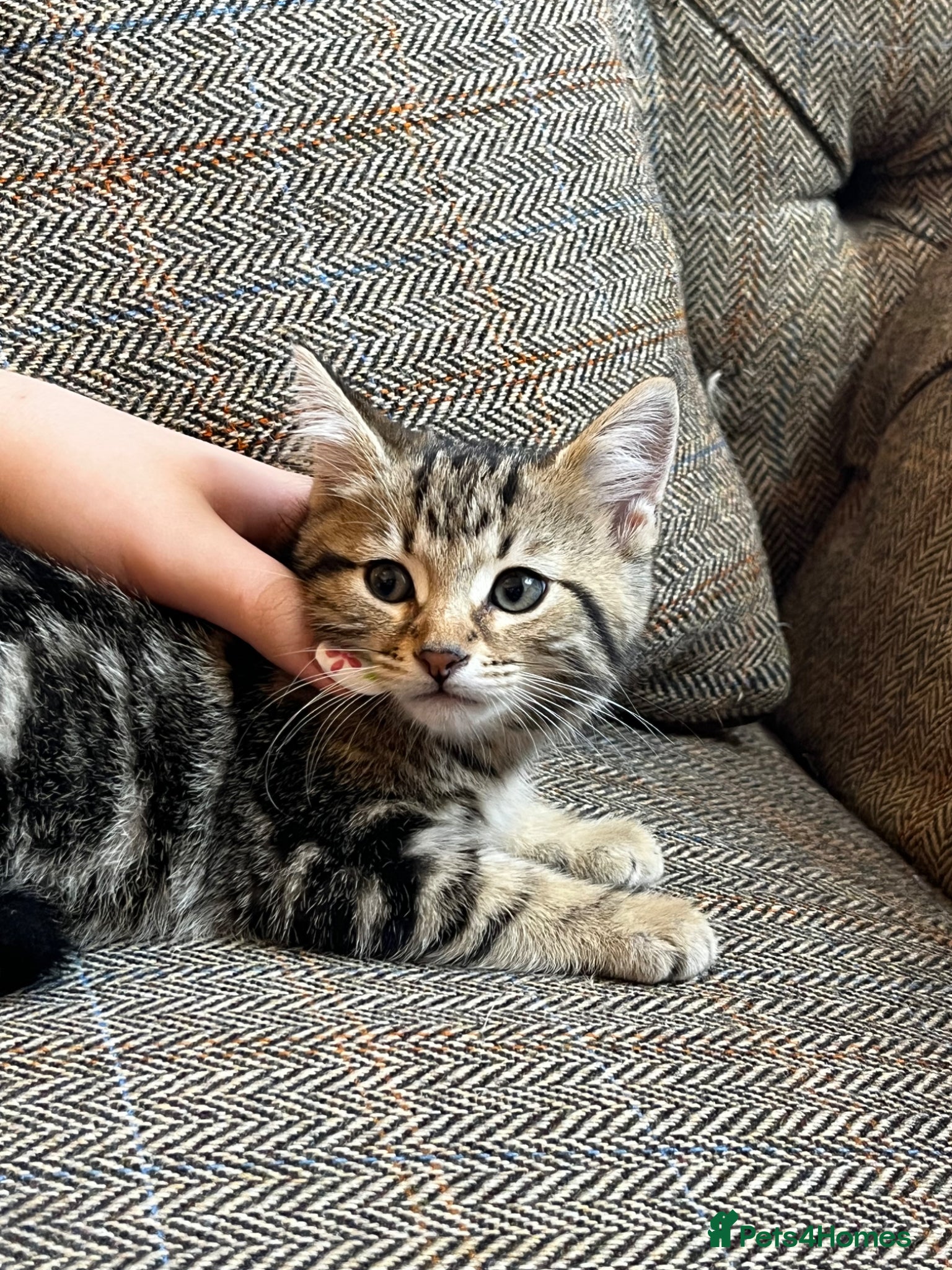 Mixed Breed cats for sale: Beautiful Tabby kittens for sale  - Advert 11