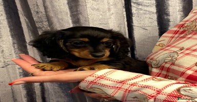 Miniature Dachshund dogs Stunning KC Reg Long Hair Mini Dachshund Puppies - Advert 8