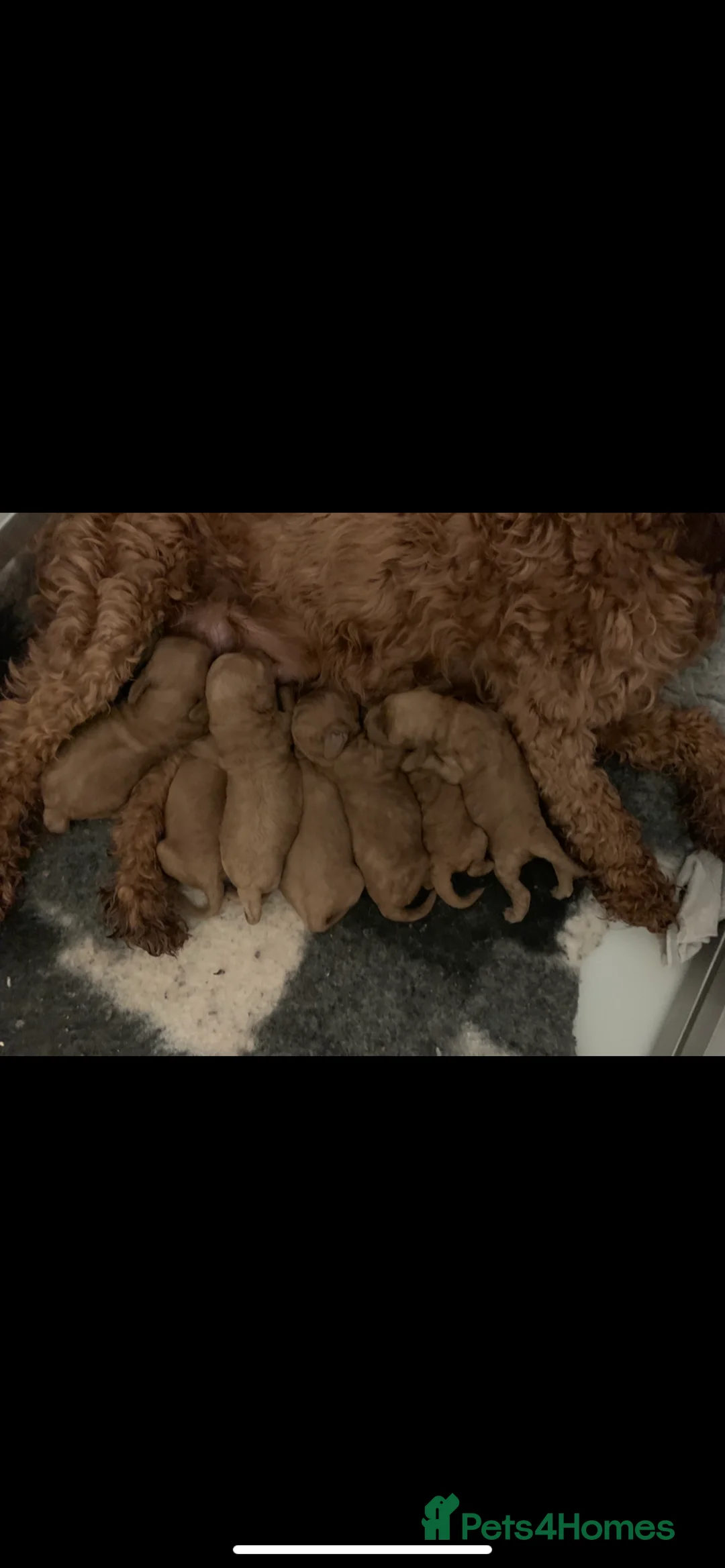 Cavapoo dogs for sale: 🌟 Beautiful Cavapoo Puppies  🌟 - Advert 11