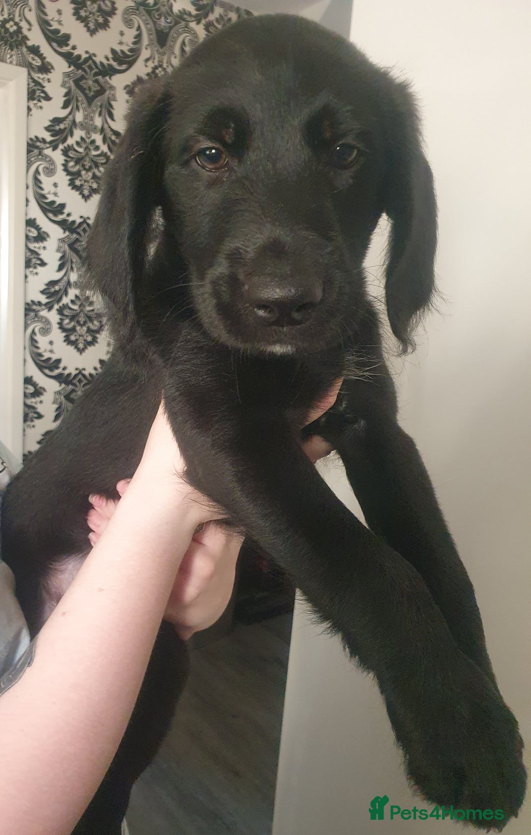 Labradoodle dogs for sale: ☆Ready to leave☆ CHUNKY PUPPIES ☆ - Advert 18