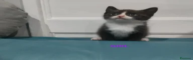 Mixed Breed Kitten 4