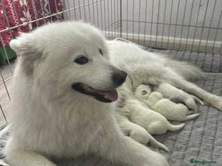 Samoyed dogs for sale - Advert 1