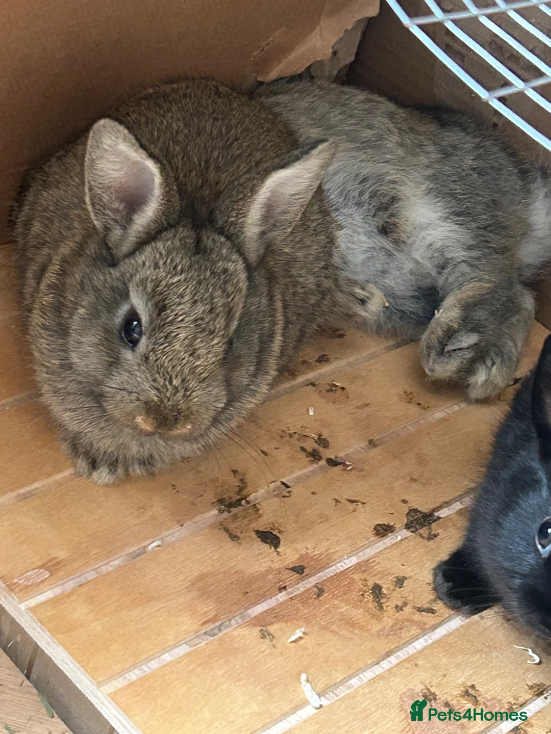 Mixed Breed rabbits for sale: Mixed breed baby rabbits in Hyde - Advert 2