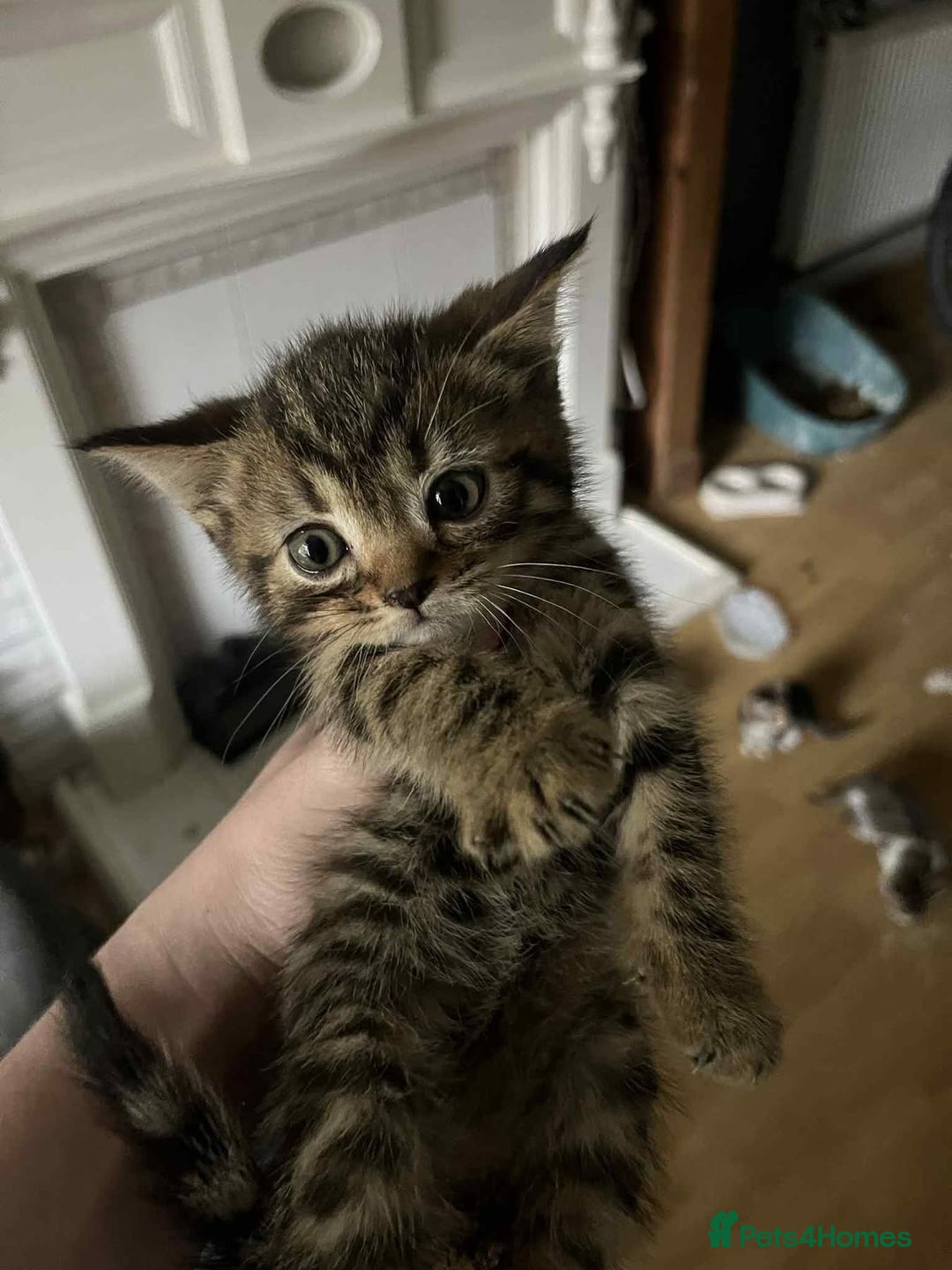 Mixed Breed cats for sale: Cats for sale !!! - Image 3