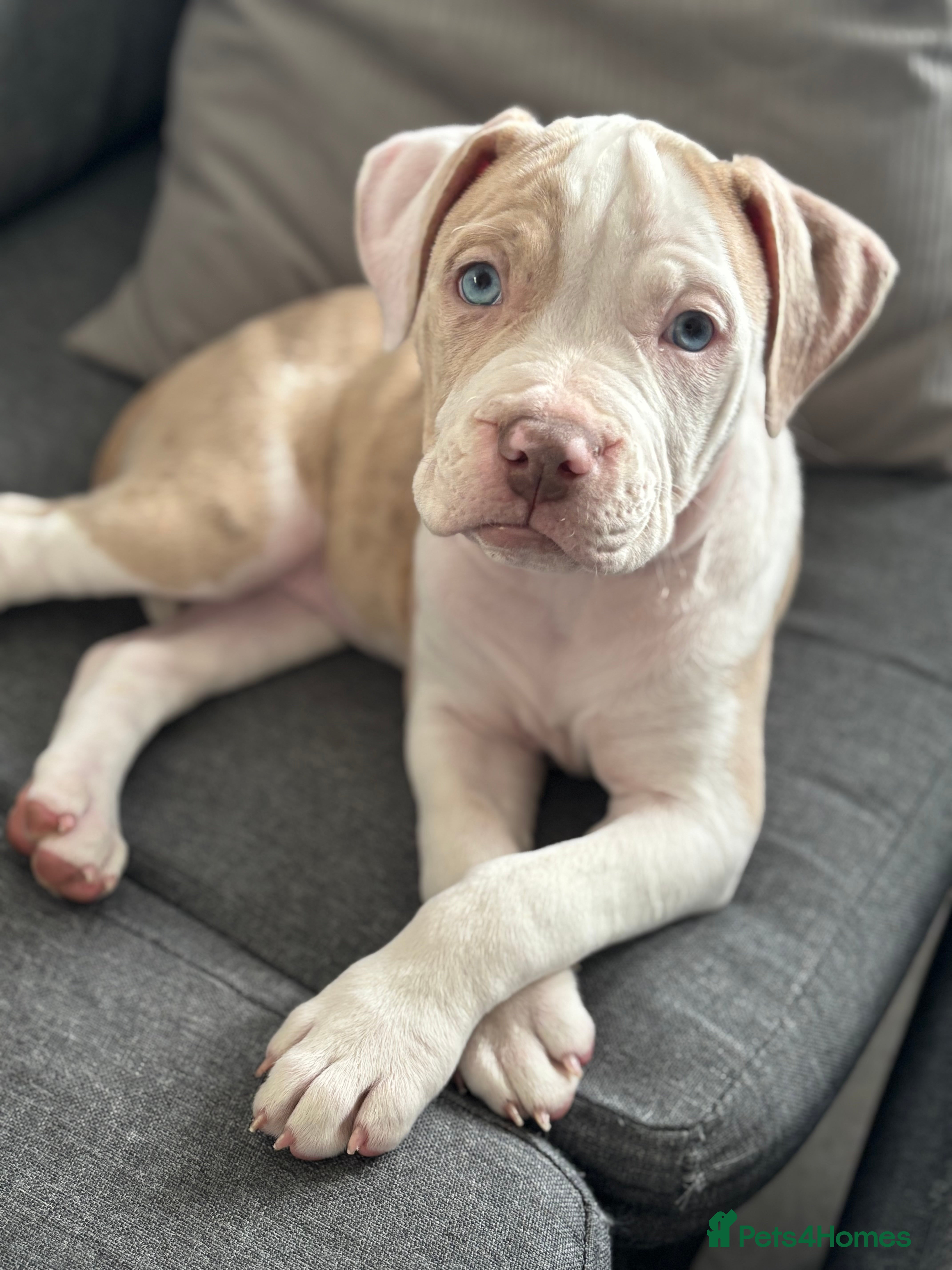 American Bulldog dogs Casey  - Advert 16