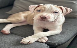 American Bulldog dogs for sale: Casey  - Image 1