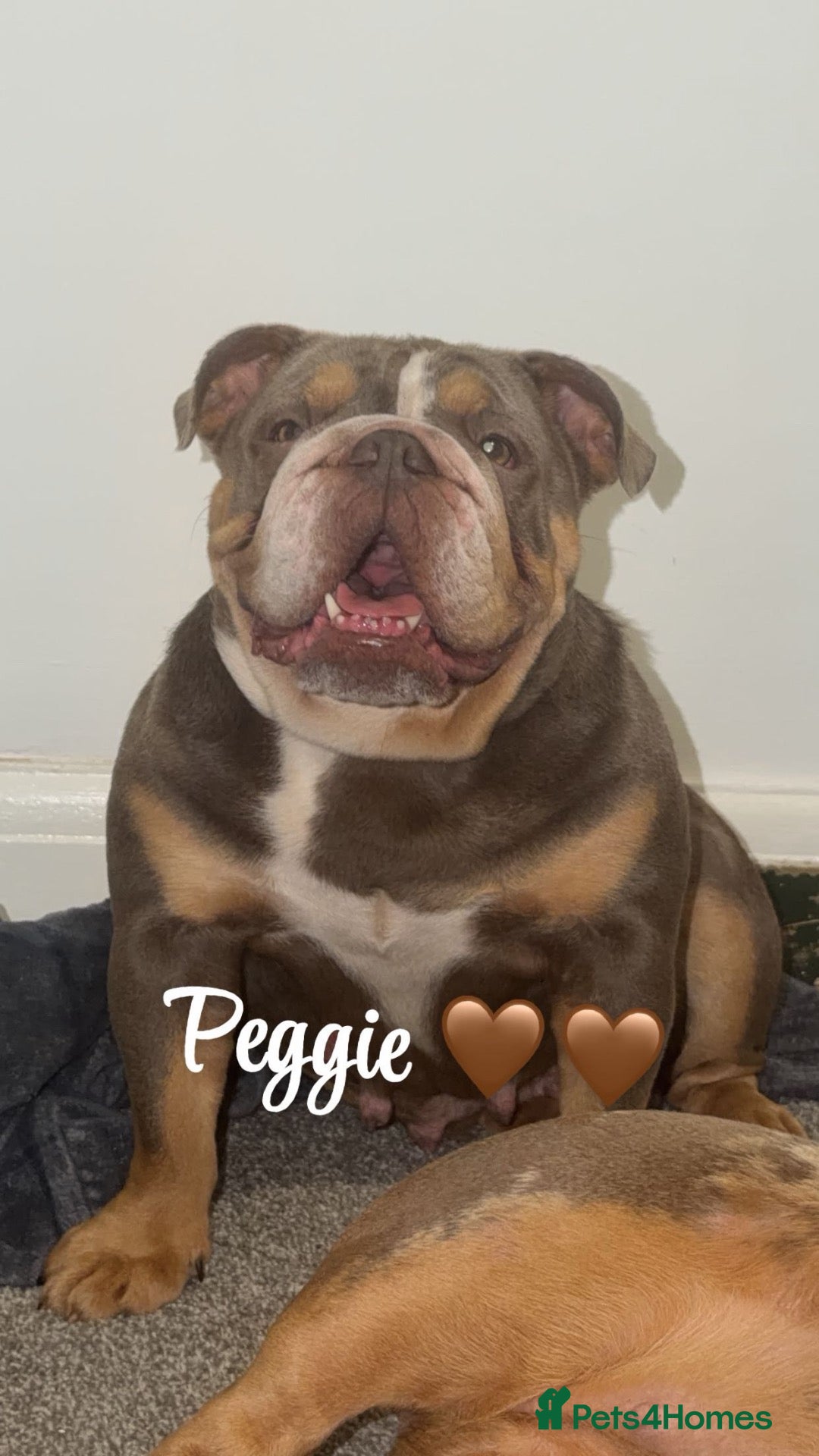 English Bulldog dogs KC English bulldogs puppies  - Advert 4