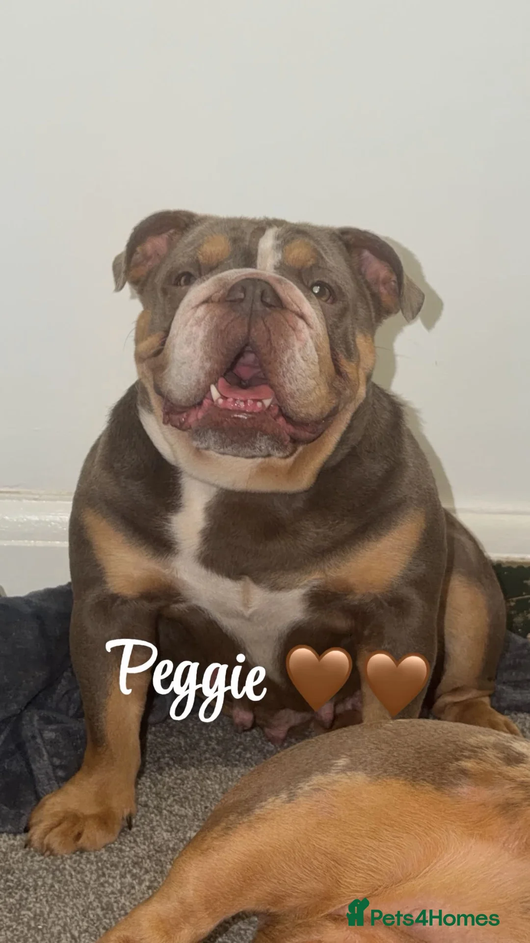 English Bulldog dogs for sale: KC English bulldogs puppies  - Advert 1