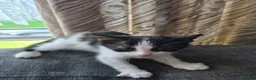 Mixed Breed cats for sale: 3 female kittens for sale  - Advert 3