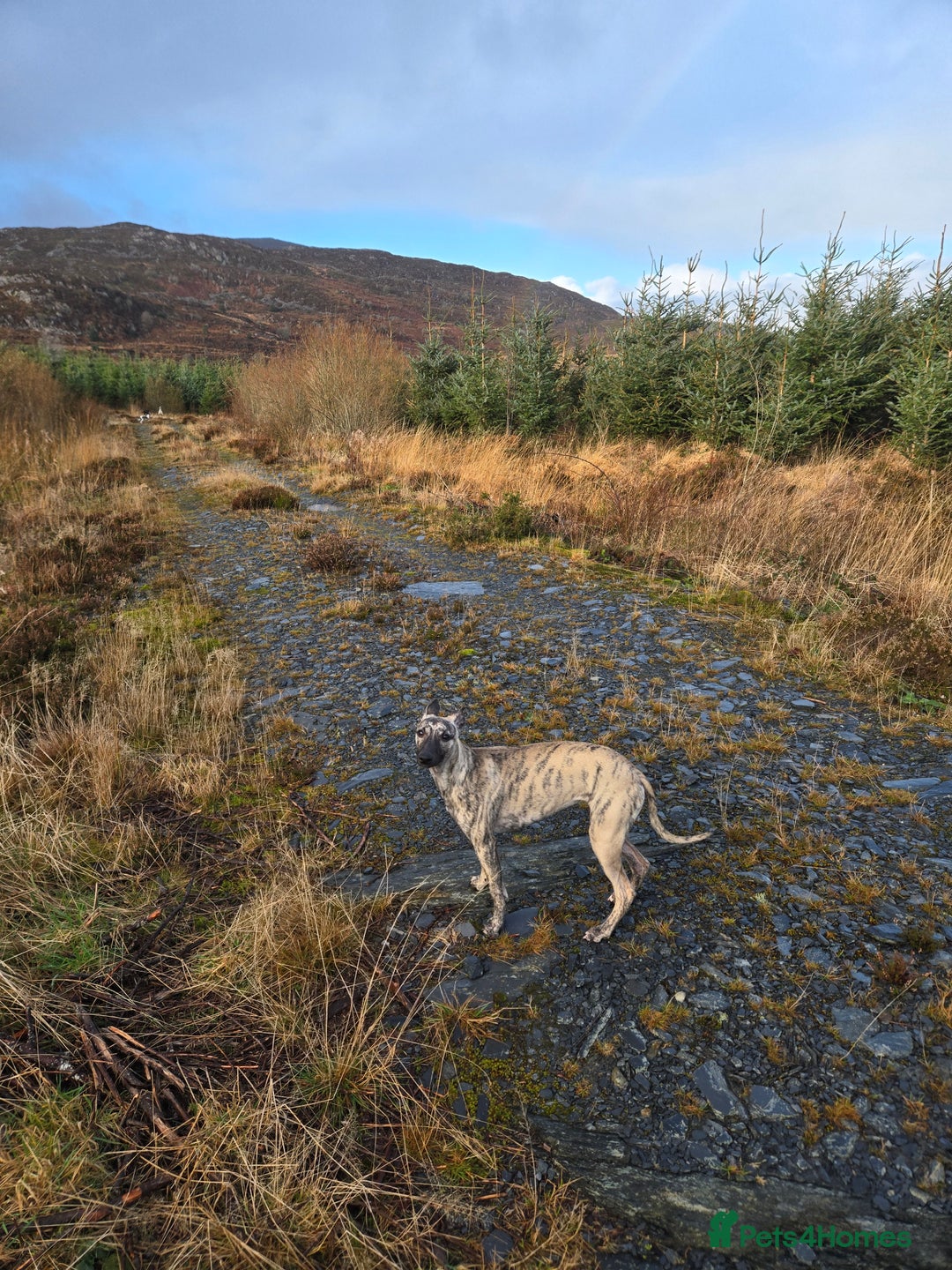 Whippet dogs for sale: Dory is looking for her forever home 🩷 - Advert 6