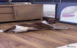 Jack Chi dogs for sale: Jack-chi puppies - Advert 7