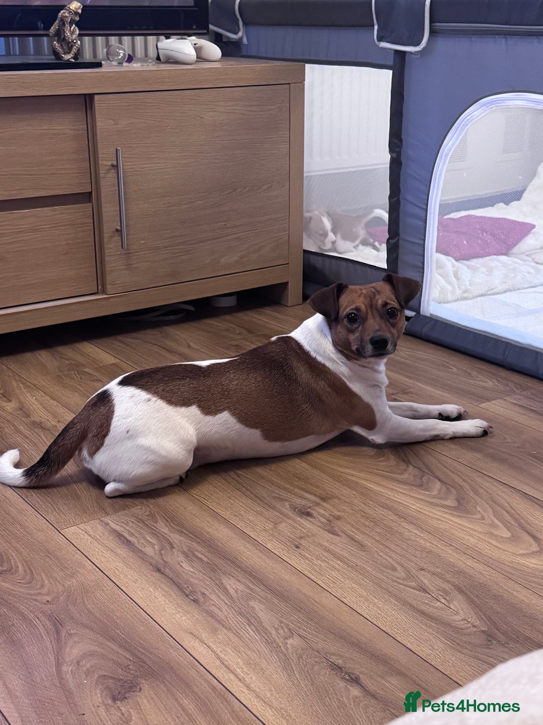 Jack Chi dogs for sale: Jack-chi puppies - Advert 7