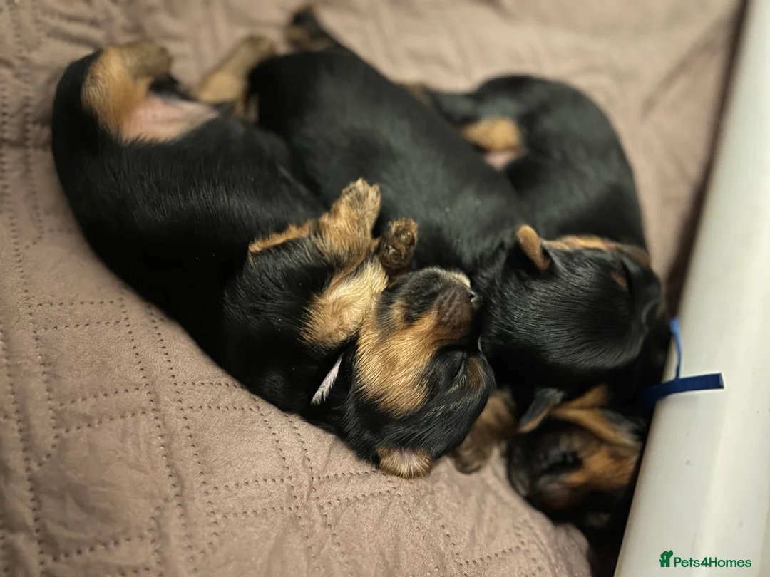 Yorkshire Terrier dogs for sale: Exceptional Pure Yorkshire Terrier Boys  - Advert 10