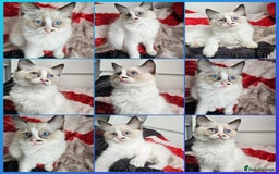 Ragdoll cats for sale:  RAGDOLLS KITTENS🐱😻 1 Boy bicolour available 😻 - Image 1