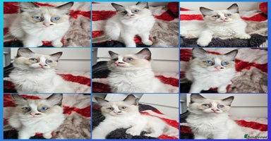 Ragdoll cats - Advert 7