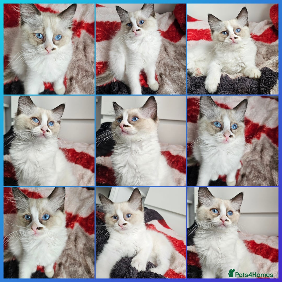 Ragdoll cats for sale:  RAGDOLLS KITTENS🐱😻 1 Boy bicolour available 😻 - Image 1