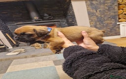 Boxer dogs for sale: Beautiful litter of KC reg bobtail boxer pups - Image 6