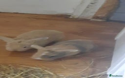 Mini Lop rabbits for sale: Beautiful lops for sale  - Image 5