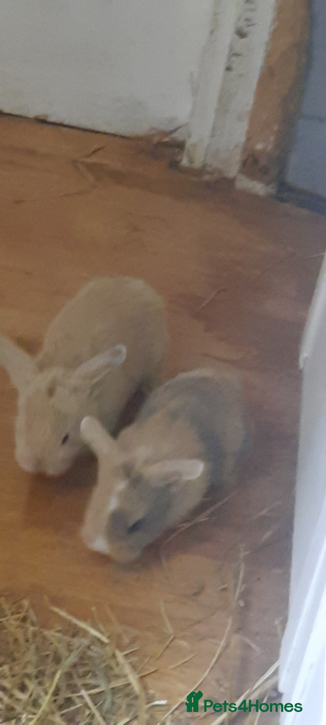 Mini Lop rabbits for sale: Beautiful lops for sale  - Image 5