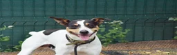 Jack Russell dogs for adoption: Chiqui - Advert 5