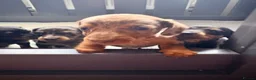 Miniature Dachshund dogs for sale: True beautiful tiny mini dachshunds puppies - Advert 8