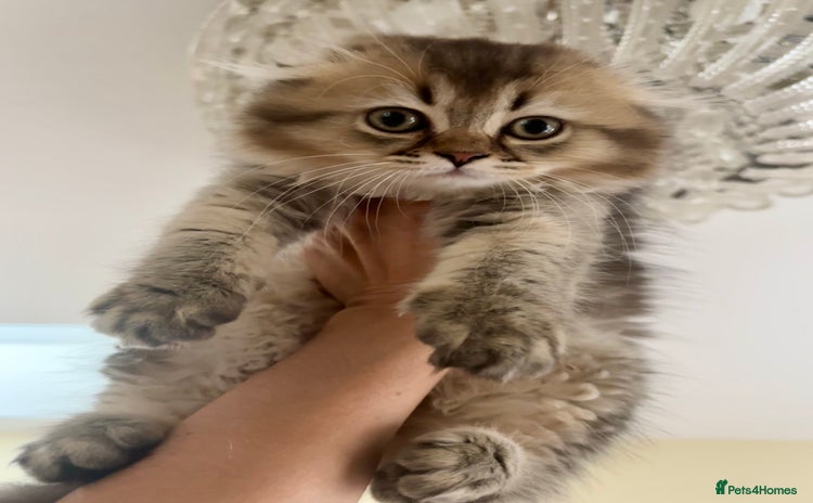 Scottish Fold cats - Advert 8