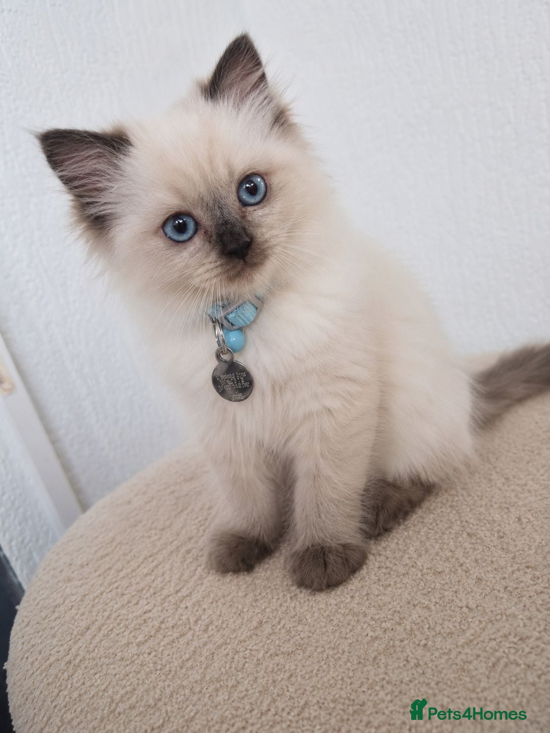 Ragdoll cats Dreamy Blue-eyed Ragdolls - Advert 1