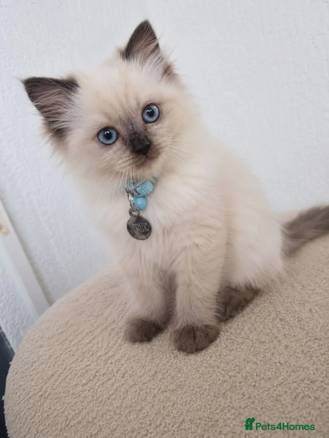 Ragdoll cats for sale: Dreamy Blue-eyed Ragdolls - Advert 1