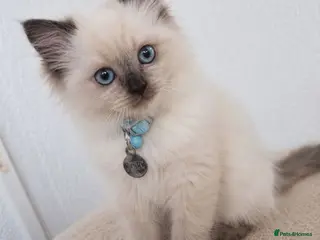 Ragdoll cats Dreamy Blue-eyed Ragdolls - Advert 1