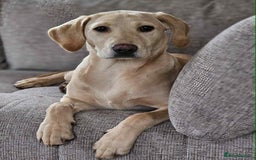 Labrador Retriever dogs for sale: Golden Labrador Retriever - Image 3
