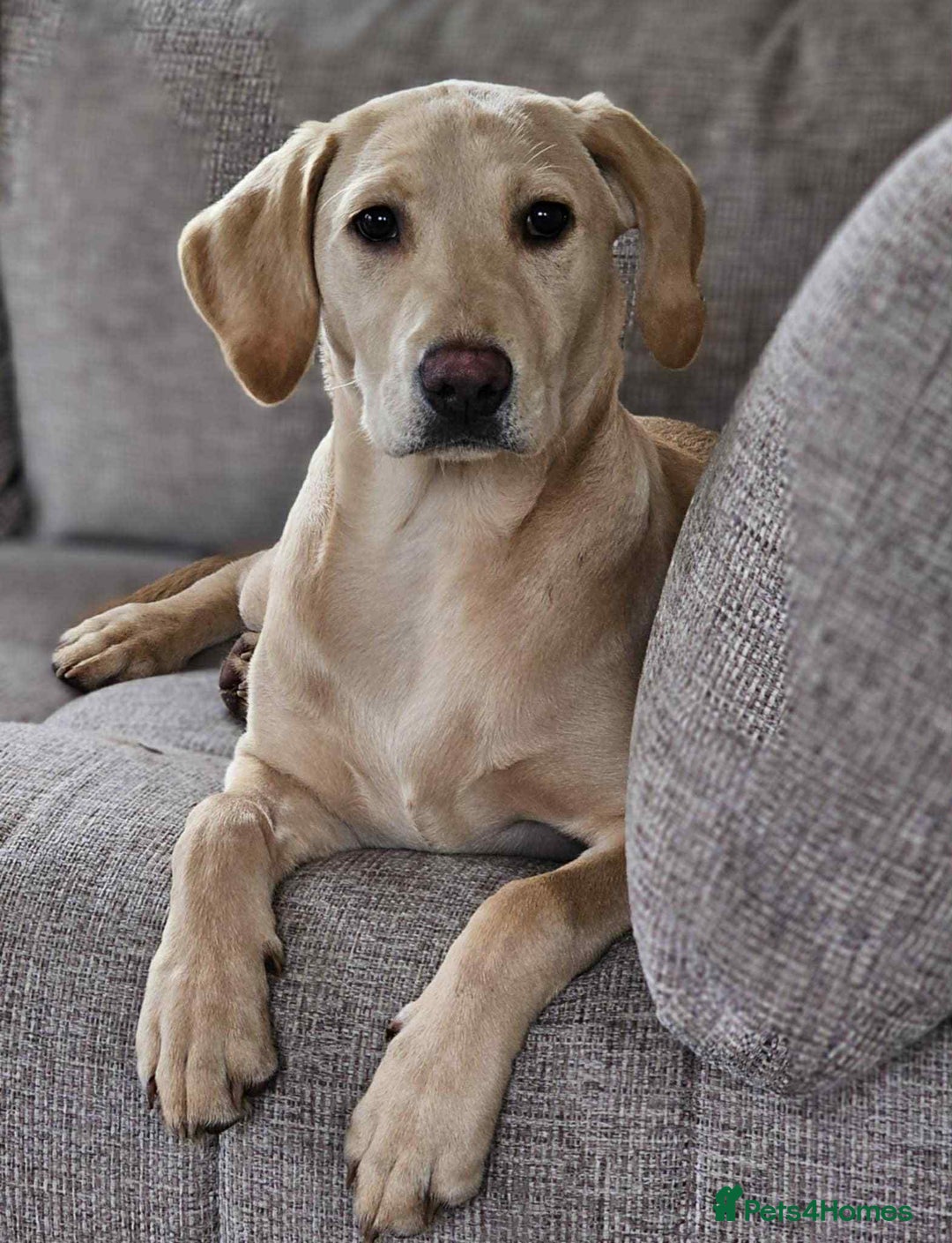 Labrador Retriever dogs for sale: Golden Labrador Retriever - Image 3