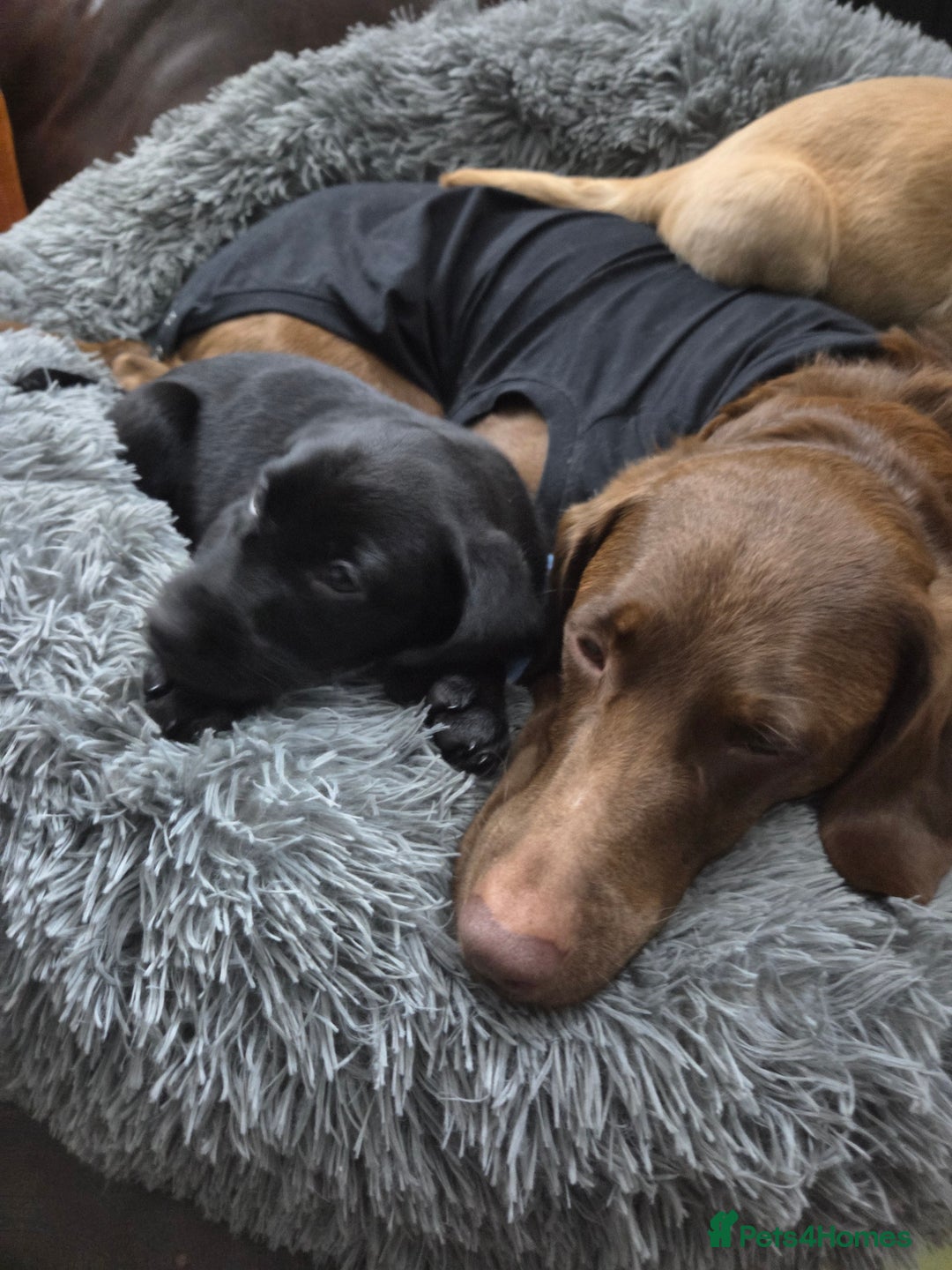 Labradoodle dogs for sale: Female Labrador X puppy  - Image 2
