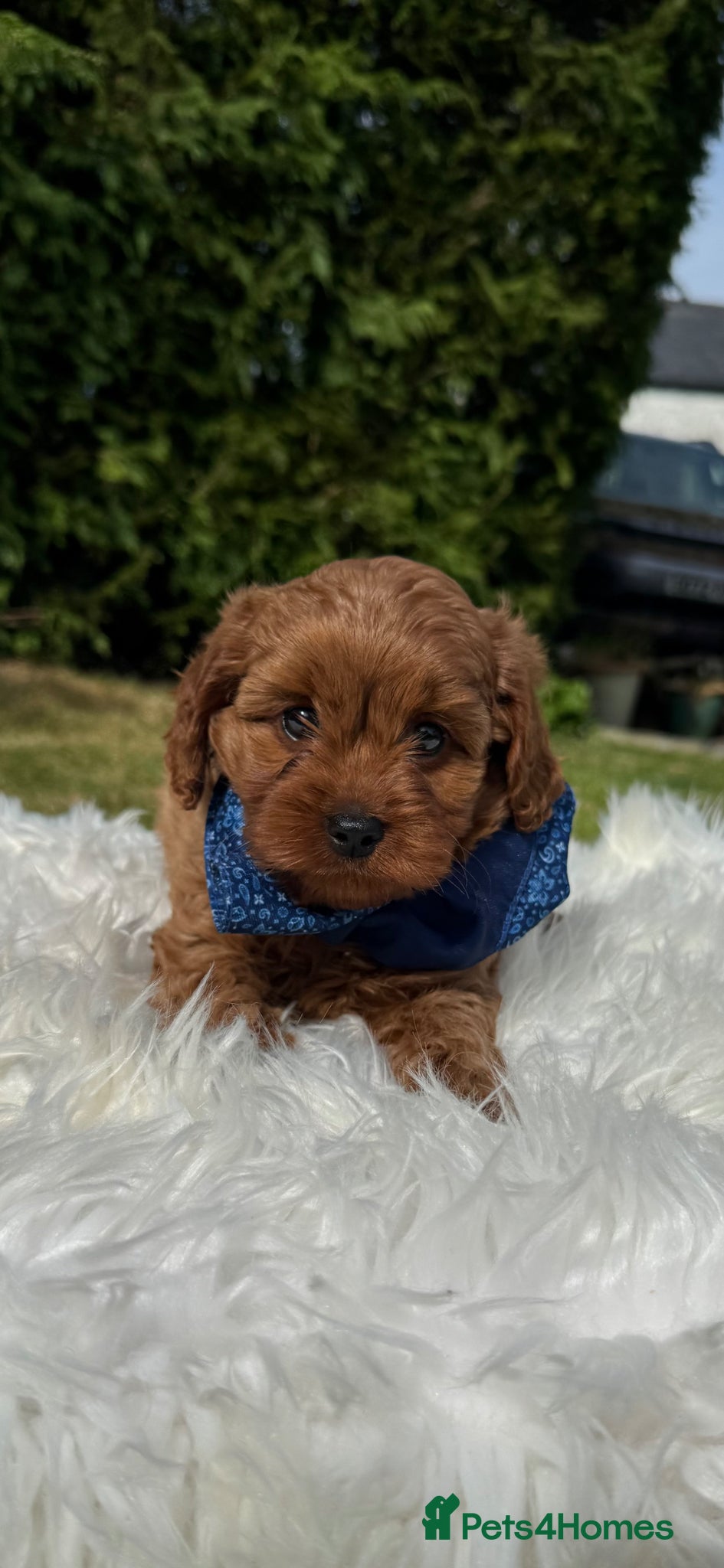 Cavapoo dogs F1 DNA clear Cavapoo puppies  - Advert 2
