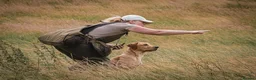 Labrador Retriever dogs for stud: Proven Working Labrador Retriever for Stud in Aberystwyth - Advert 9