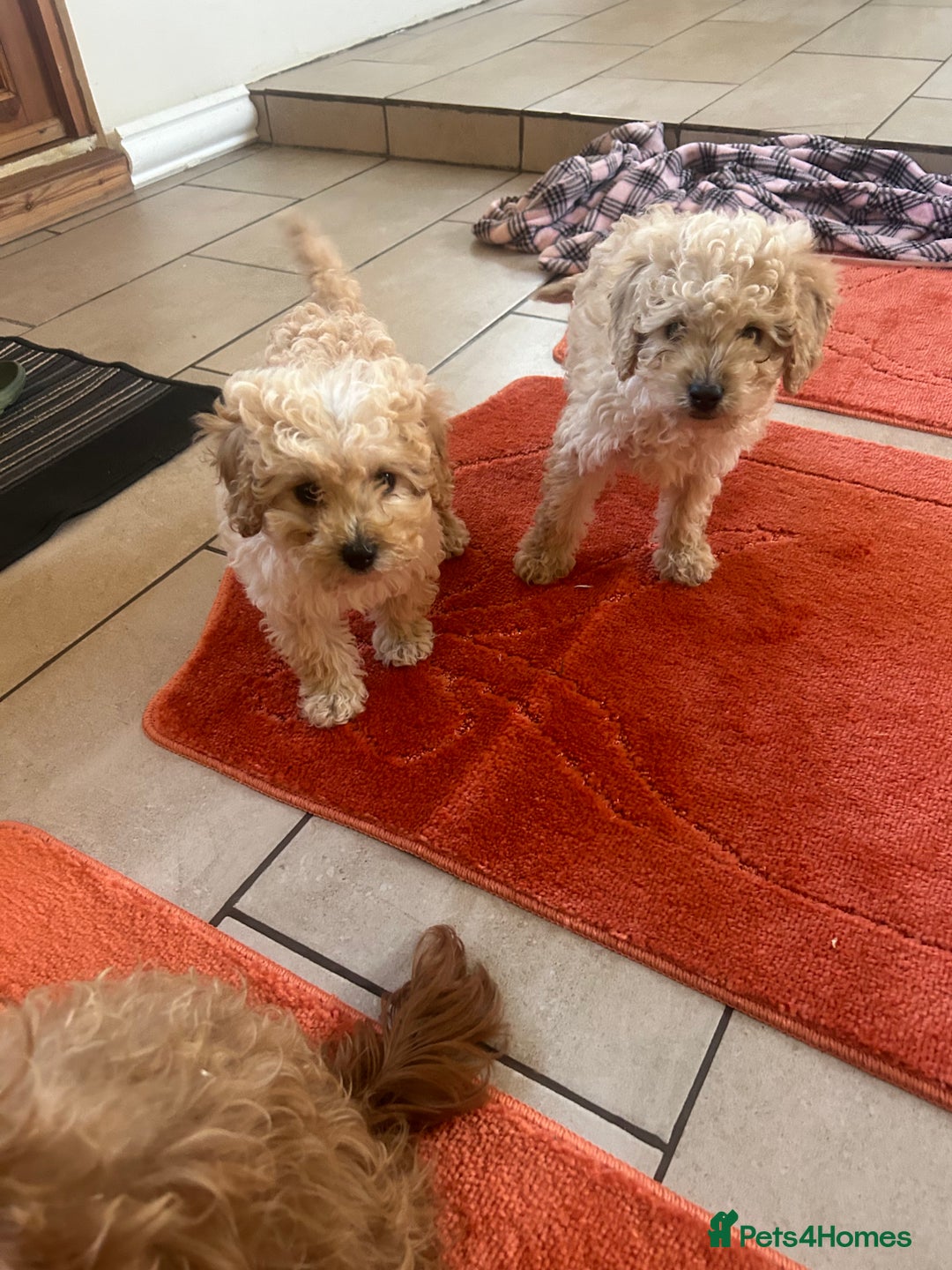 Cavapoo dogs for sale: Beautiful cavapoos  - Advert 4