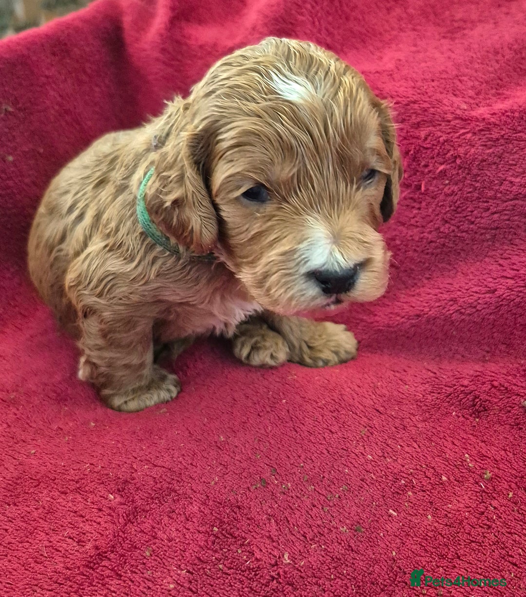Cockapoo dogs for sale: F1 Cockapoo puppys - Advert 7