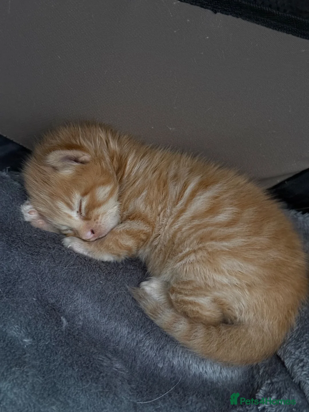 Mixed Breed cats for sale: 2 Orange boys  - Advert 2