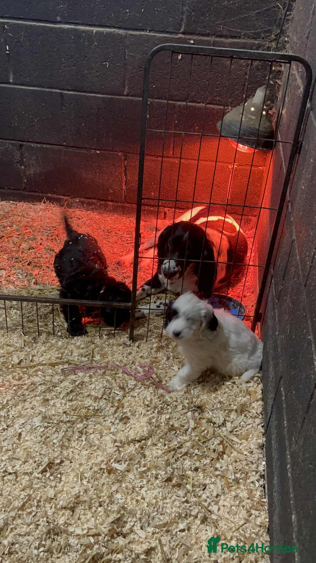 Mixed Breed dogs for sale: Sproodles / sprokapoo - Advert 2