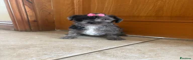 Jackapoo 2
