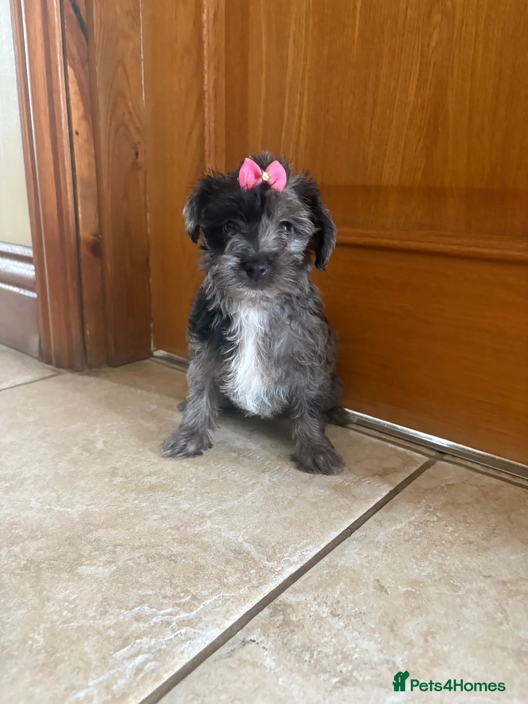 Jackapoo dogs for sale: Beautiful Toy Jackapoo Puppies - Advert 2