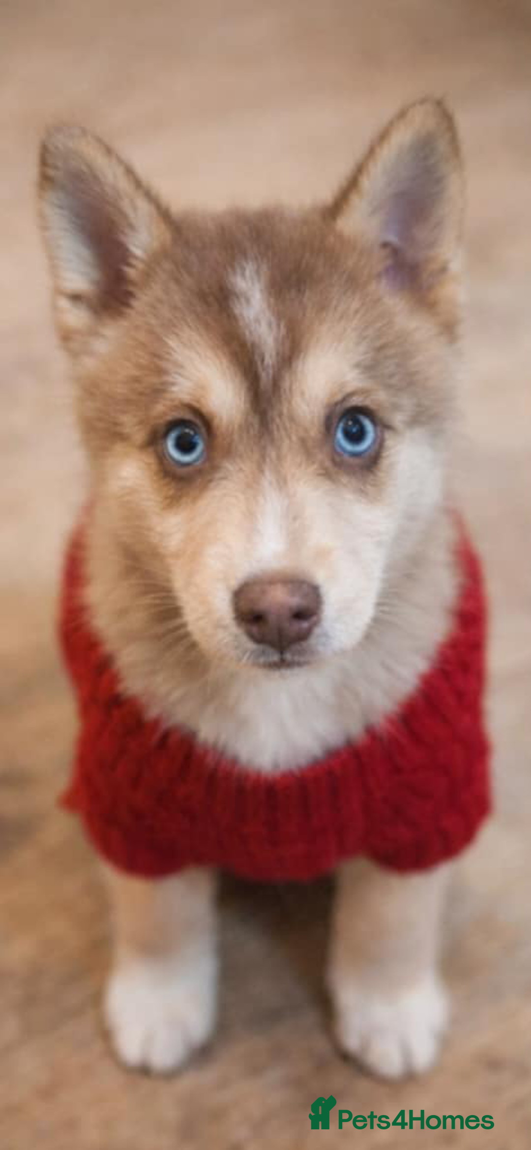 Pomsky dogs for sale: LAST Pomsky Puppy for Sale - Advert 2