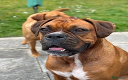 Boxer dogs for sale: Beautiful Boxer Puppies – Due Mid-November - Image 1