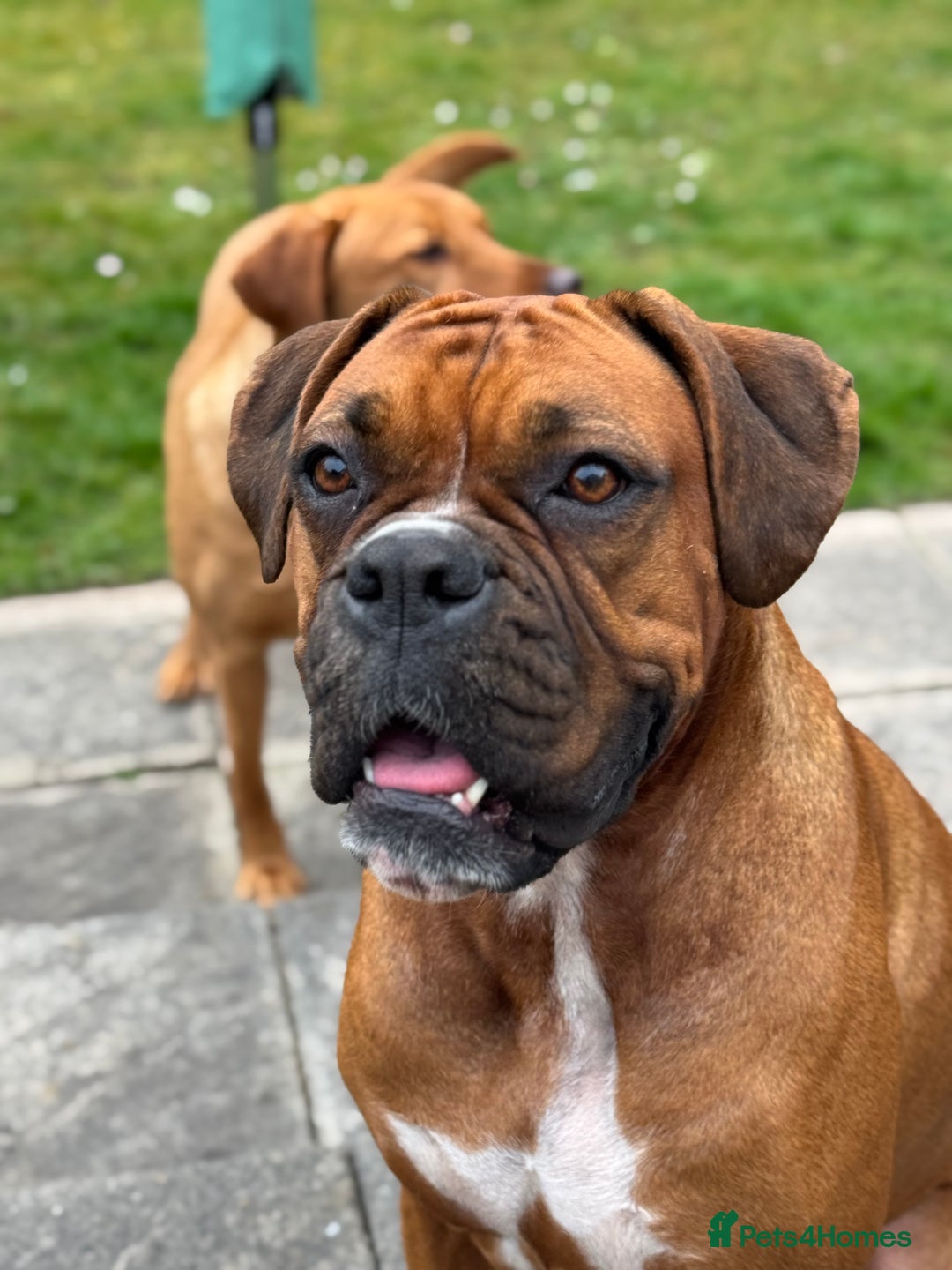 Boxer dogs for sale: Beautiful Boxer Puppies – Due Mid-November - Image 1