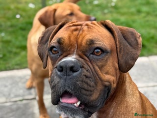 Boxer dogs - Advert 24