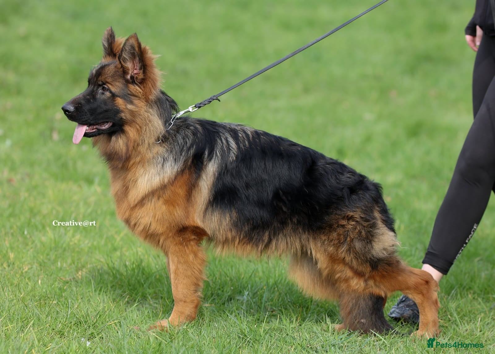 German Shepherd dogs Outstanding German import long coat male available - Advert 2